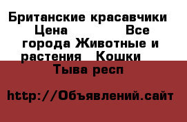 Британские красавчики › Цена ­ 35 000 - Все города Животные и растения » Кошки   . Тыва респ.